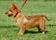 Australian Terrier 002 U.jpg