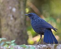 Blue Whistling Thrush Thailand.jpg