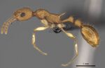 CASENT0161774 Myrmisaraka producta.jpg