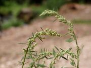 Chenopodium album flowers.jpg