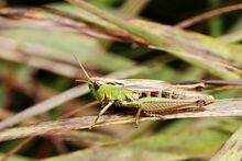 Chorthippus montanus DSC 6297M.JPG