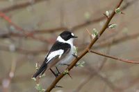 Collared flycatcher (Ficedula albicollis).jpg