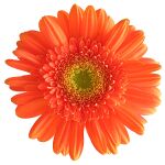 Gerbera white background.jpg
