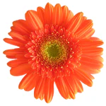 Gerbera white background.jpg