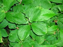 Herb Paris in flower.JPG