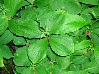 Herb Paris in flower.JPG