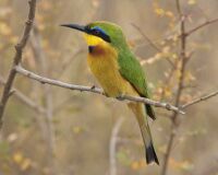 Little Bee-eater (Merops pusillus) 2.jpg