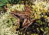 Mantidactylus brevipalmatus.jpg