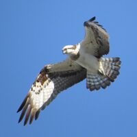 Pandion haliaetus (in flight).JPG
