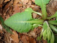 Primula-elatior(Blaetter).jpg