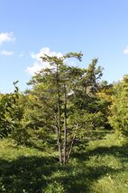 Tsuga diversifolia PAN.JPG