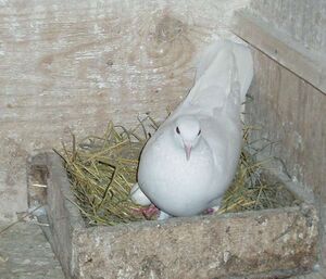 Бакинец (Голубь).jpg
