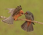 A Sweet Something - Flickr - Andy Morffew.jpg