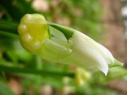 Allium paradoxum 26-04-2010 536.jpg
