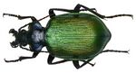 Calosoma sycophanta (Linné, 1758) (3979392683).jpg