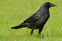 Carrion Crow (Corvus corone) (25657205900).jpg