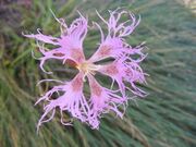 Dianthus superbus DSCF4706.JPG