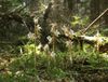 Epipogium aphyllum plants.jpg