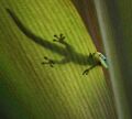 Gold dust day gecko.JPG