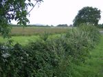 Hedgerow near Cridmore Farm - geograph.org.uk - 512610.jpg