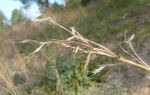 Hyparrhenia hirta espiguetes albellatge.jpg