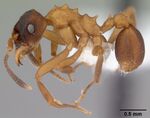Mycetarotes parallelus casent0010817 profile 1.jpg