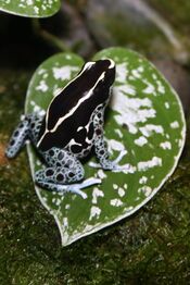Poison Dart Frog (Dendrobates tinctorius) 2.jpg