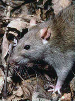 Rattus norvegicus 1.jpg