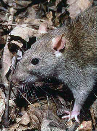 Rattus norvegicus 1.jpg