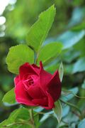 Rosa Gruß an Heidelberg.jpg