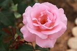 Rose 'Queen Elizabeth' 1954.jpg