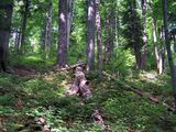 Stuzica forest.JPG