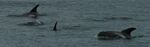 White beaked dolphin.jpg