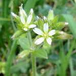 Cerastium glomeratum1.jpg