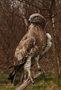 Circaetus gallicus in Szeged