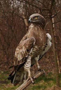 Circaetus gallicus in Szeged