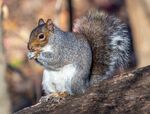 Eastern gray squirrel eating (46309).jpg