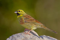 Emberiza cirlus -Valencian Community, Spain -male-8.jpg