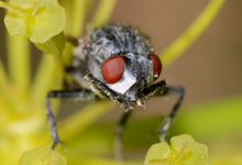 Fly April 2008-11.jpg