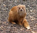 Fuchsmanguste 2.jpg