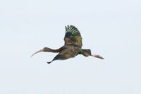 Glossy Ibis (Plegadis falcinellus) (2586874883).jpg