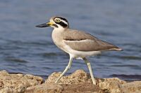 Great thick-knee (Esacus recurvirostris).jpg