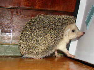 Hemiechinus auritus; Baikonur 13.jpg