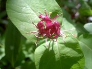 Lonicera chamissoi 3.JPG
