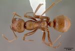 Polyergus rufescens casent0010688 dorsal 1.jpg