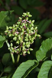 Sambucus racemosa 9146.JPG