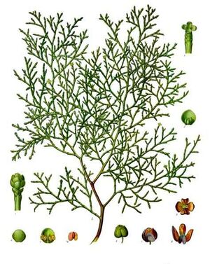 Tetraclinis articulata - Köhler–s Medizinal-Pflanzen-270.jpg