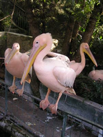 Zoo in Yalta 001.jpg