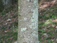 Abies veitchii3.JPG