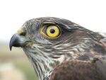Accipiter nisus 9194.JPG